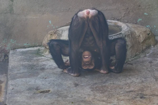 イスタンブールのファルカシン動物園 自然動物園に住む動物たち — ストック写真