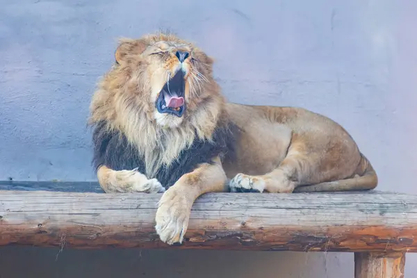Stanbul Faruk Yalçın Hayvanat Bahçesi Hayvanat Bahçesinde Yaşayan Hayvanlar — Stok fotoğraf