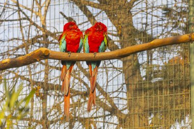 İstanbul 'da Faruk Yalçın hayvanat bahçesi, hayvanat bahçesinde yaşayan hayvanlar.