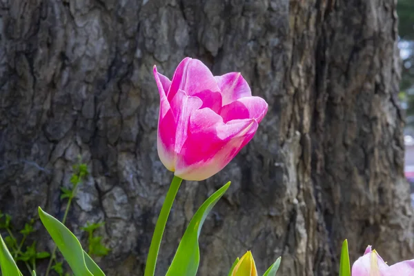 Tulip Festival Celebrated Enthusiasm Every Year Glhane Park — Stock Photo, Image
