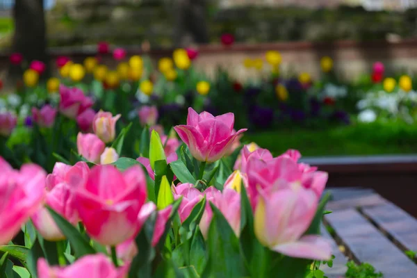 Lale festivali her yıl Glhane Park 'ta coşkuyla kutlanır..