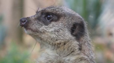İstanbul 'da Faruk Yalçın hayvanat bahçesi, hayvanat bahçesinde yaşayan hayvanlar.