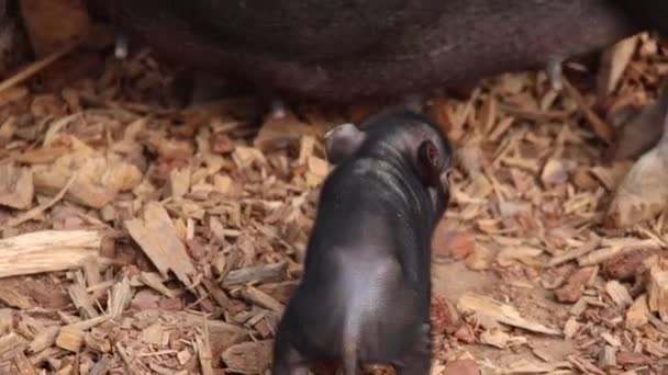 Stanbul Faruk Yalçın Hayvanat Bahçesi Hayvanat Bahçesinde Yaşayan Hayvanlar — Stok video