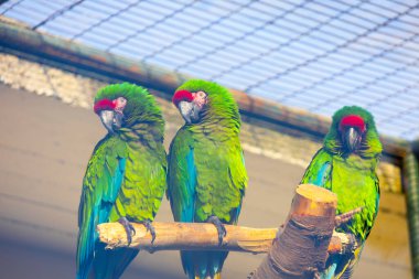 Doğada dinlenen renkli papağanlar.