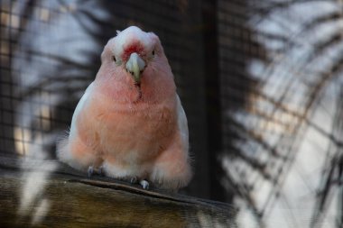 Doğada dinlenen renkli papağanlar.