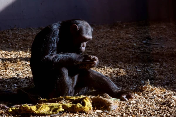 Šimpanz Hraje Divočině — Stock fotografie