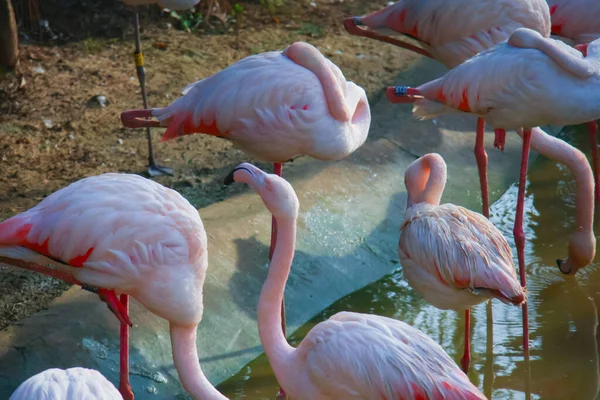 Doğada yaşayan kalabalık flamingolar.