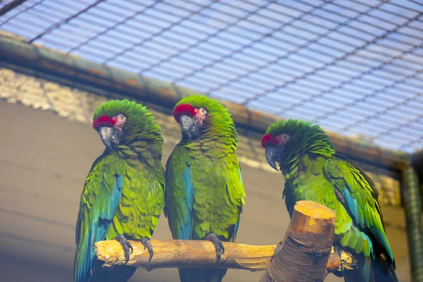 Bunte Papageien Ruhen Sich Wald Der Natur Aus — Stockfoto