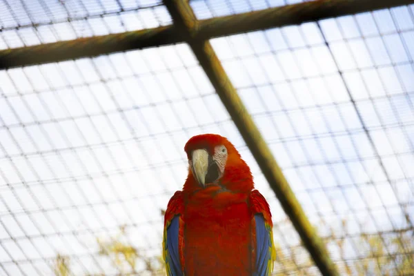Papagaios Coloridos Descansando Floresta Natureza — Fotografia de Stock