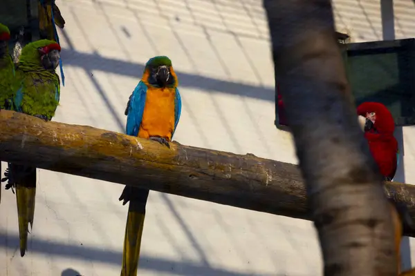 Kolorowe Papugi Odpoczywające Lesie Przyrodzie — Zdjęcie stockowe