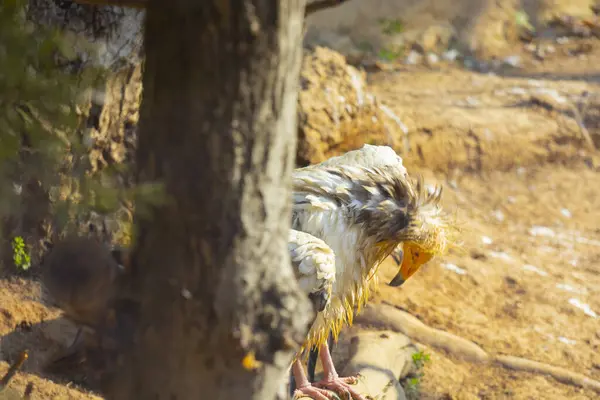 五彩斑斓的鹦鹉栖息在大自然的森林里 — 图库照片
