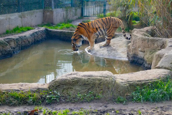 Tiger Ruhen Sich Wald Der Natur Aus — Stockfoto