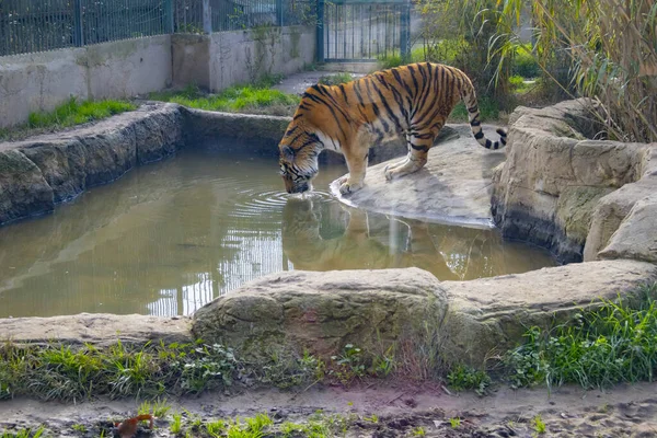 Тигры Отдыхают Лесу Природе — стоковое фото