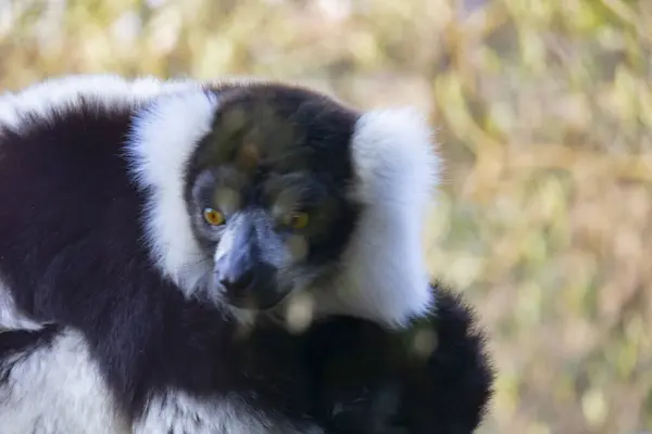Famiglia Lemur Che Riposa Nella Foresta Nella Natura — Foto Stock