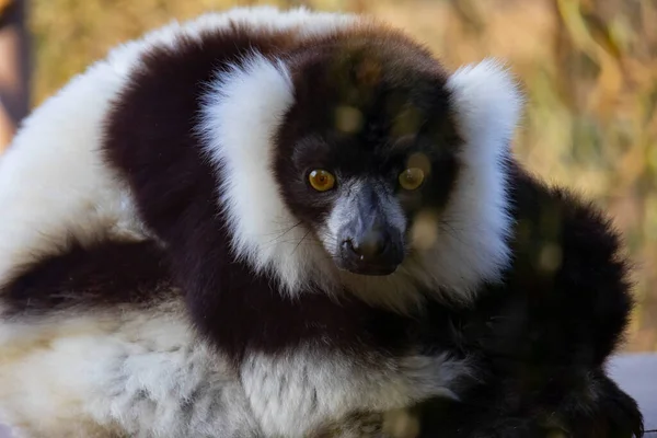 Familia Lemur Descansando Bosque Naturaleza —  Fotos de Stock