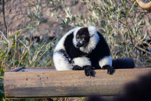 Lemur Rodina Odpočívá Lese Přírodě — Stock fotografie