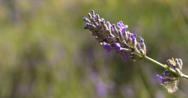 Yakın plan çiçek fotoğrafları, özel çekimler..
