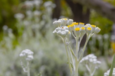 Yakın plan çiçek fotoğrafları, özel çekimler..