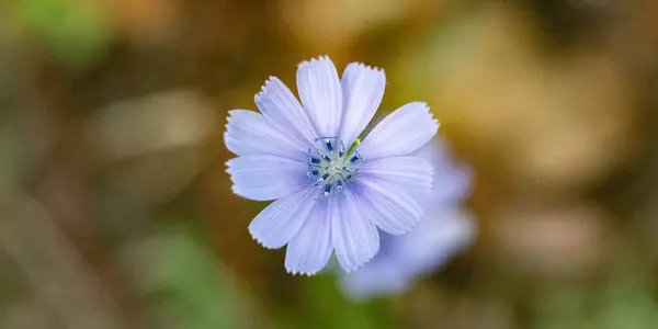 Közelkép Virág Fotók Különleges Felvételek — Stock Fotó