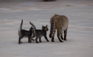 Tekir kediler ve anneleri sokakta.