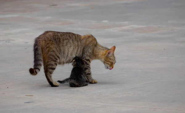 Tabby Kätzchen Und Ihre Mutter Auf Der Straße — Stockfoto