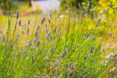 Lavantalar, kelebekler ve arılar üzerlerine konuyor..