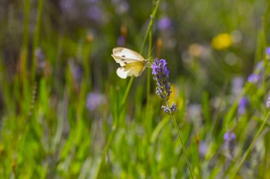 Lavantalar, kelebekler ve arılar üzerlerine konuyor..