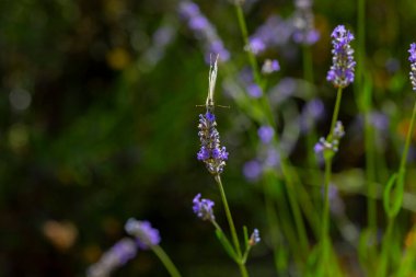 Lavantalar, kelebekler ve arılar üzerlerine konuyor..