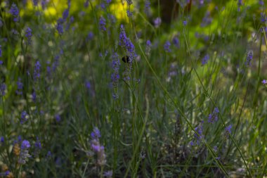 Lavantalar, kelebekler ve arılar üzerlerine konuyor..