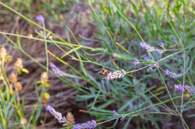 Lavantalar, kelebekler ve arılar üzerlerine konuyor..