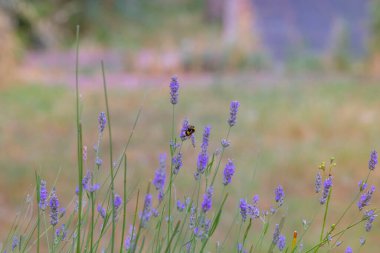 Lavantalar, kelebekler ve arılar üzerlerine konuyor..