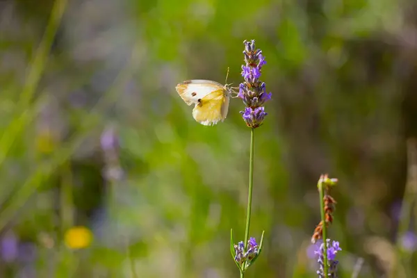 Λαβίδες Και Πεταλούδες Και Μέλισσες Προσγειώνονται Πάνω Τους — Φωτογραφία Αρχείου