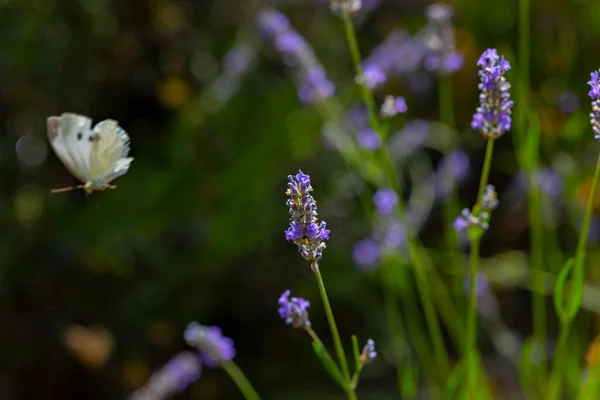 Levendulák Pillangók Méhek Szállnak Rájuk — Stock Fotó