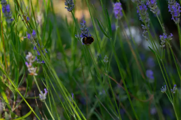 Lavendel Vlinders Bijen Die Erop Landen — Stockfoto