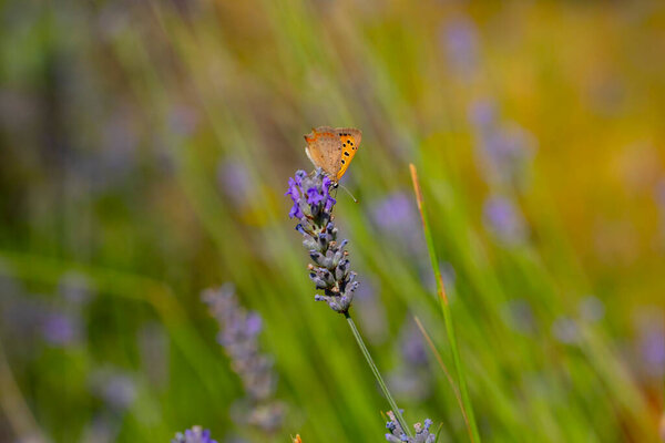 Lavenders and butterflies and bees landing on them.