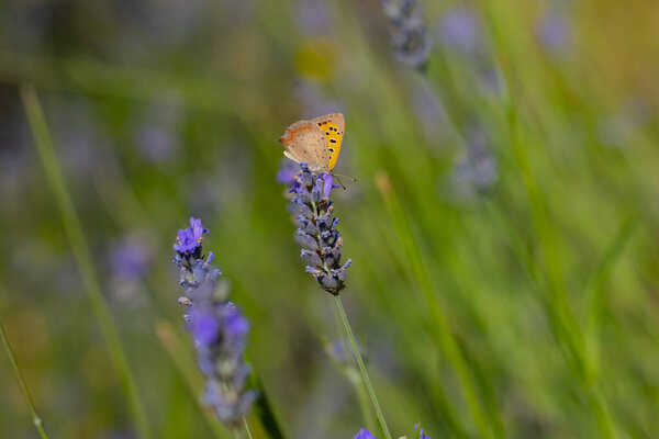 Lavenders and butterflies and bees landing on them.