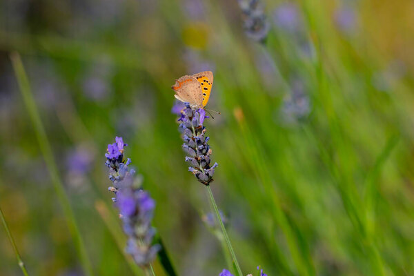 Lavenders and butterflies and bees landing on them.