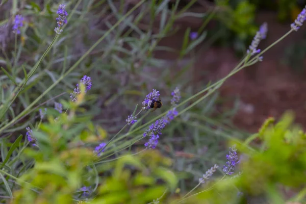 ラベンダーと蝶とミツバチが彼らの上に着陸する — ストック写真