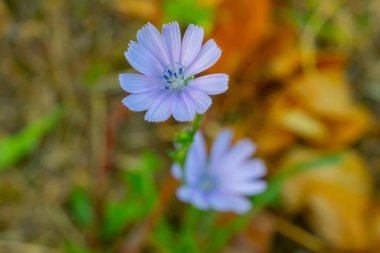 Doğada çiçek açan karahindiba çiçeği.