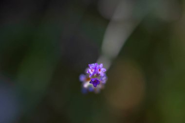 Doğadaki lavanta çiçekleri detaylıca fotoğraflandı