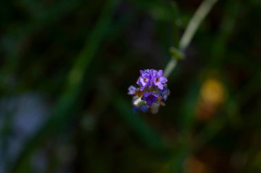 Doğadaki lavanta çiçekleri detaylıca fotoğraflandı