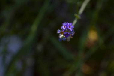 Doğadaki lavanta çiçekleri detaylıca fotoğraflandı