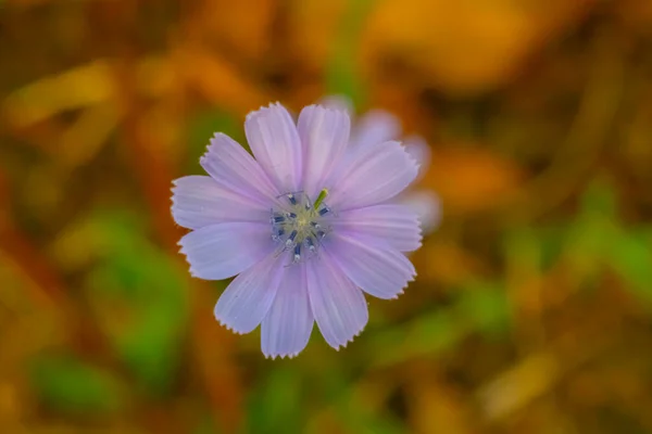 Doğada Çiçek Açan Karahindiba Çiçeği — Stok fotoğraf