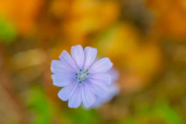 Fleur Pissenlit Fleurissant Dans Nature — Photo