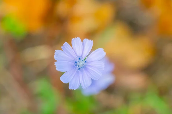 Doğada Çiçek Açan Karahindiba Çiçeği — Stok fotoğraf