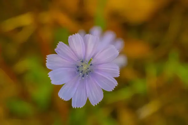 Kwiat Mniszka Lekarskiego Kwitnący Naturze — Zdjęcie stockowe
