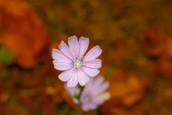 Kwiat Mniszka Lekarskiego Kwitnący Naturze — Zdjęcie stockowe
