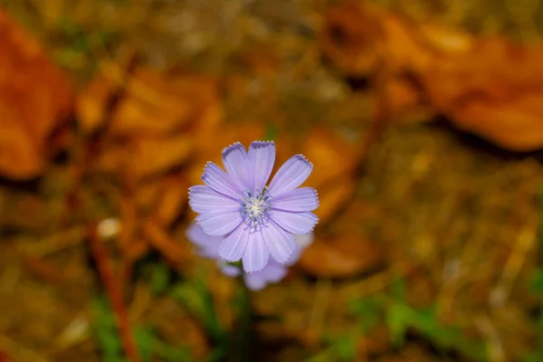 Цветение Одуванчика Природе — стоковое фото