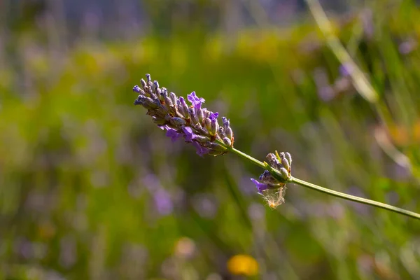 Lavendelbloemen Natuur Detail Gefotografeerd — Stockfoto