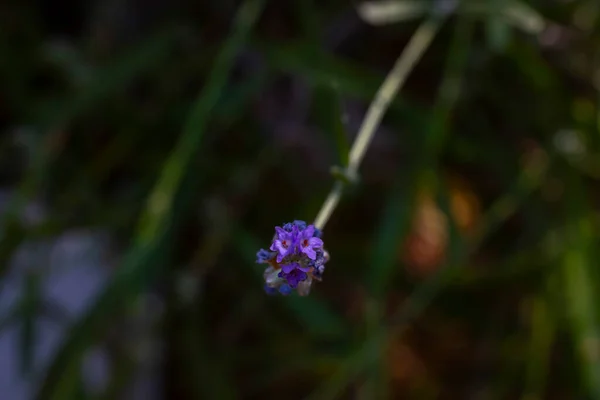 Lavendel Blommor Naturen Fotograferade Detalj — Stockfoto